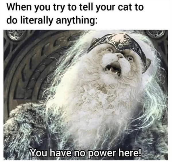 funny cat memes, cat memes, cat owner memes, cute cat memes, kitty memes, hilarious cat memes, feline humor, cat jokes, cat meme collection, whisker memes, cat comedy, lol cats, cat laugh memes, internet cat jokes, cat humor, kitty laughs, meme cats, paw-sitive memes, cat funnies, feline memes, cat meme dump