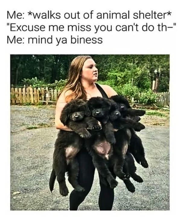 Me: *walks out of animal shelter* "Excuse me miss you can't do th-" Me: mind ya biness