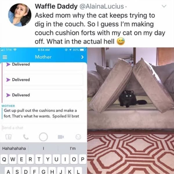 Asked mom why the cat keeps trying to dig in the couch. So I guess I'm making couch cushion forts with my cat on my day off. What in the actual hell