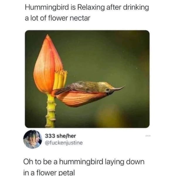 Hummingbird is Relaxing after drinking a lot of flower nectar
