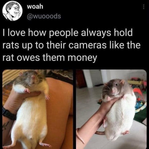 love how people always hold rats up to their cameras like the rat owes them money