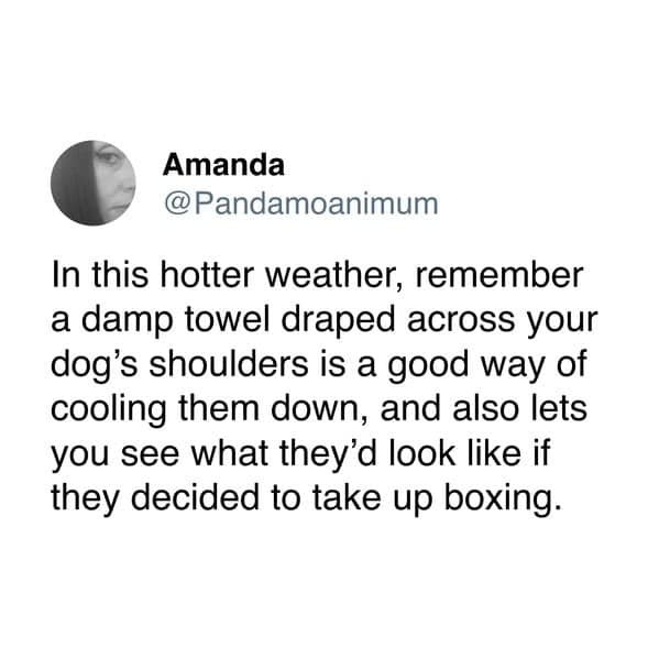 In this hotter weather, remember a damp towel draped across your dog's shoulders is a good way of cooling them down, and also lets you see what they'd look like if they decided to take up boxing.