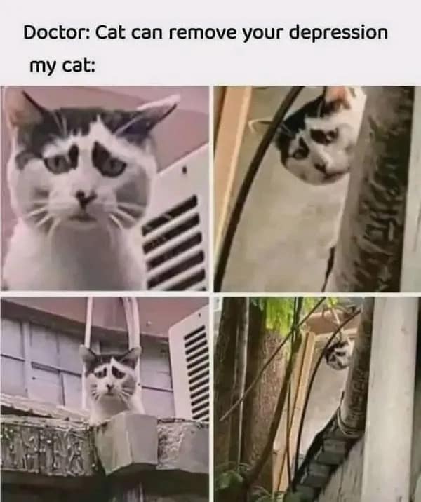 Doctor: Cat can remove your depression my cat: