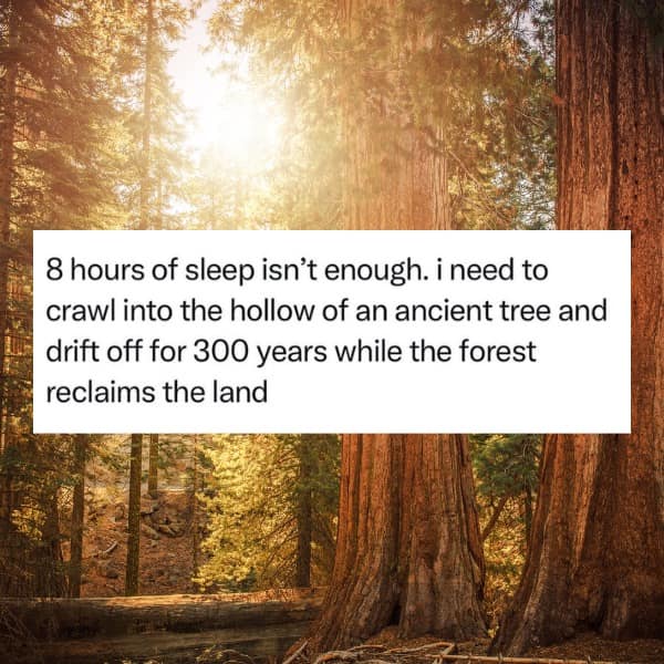 8 hours of sleep isn't enough. i need to crawl into the hollow of an ancient tree and drift off for 300 years while the forest reclaims the land