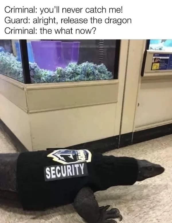 Criminal: you'll never catch me! Guard: alright, release the dragon Criminal: the what now?