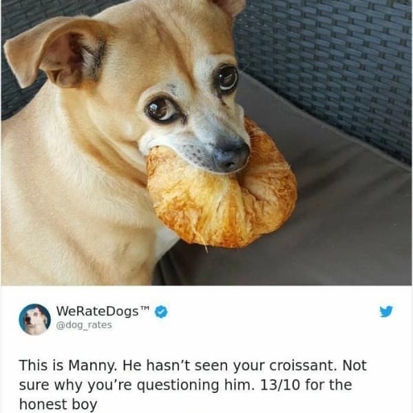 This is Manny. He hasn't seen your croissant. Not sure why you're questioning him. 13/10 for the honest boy