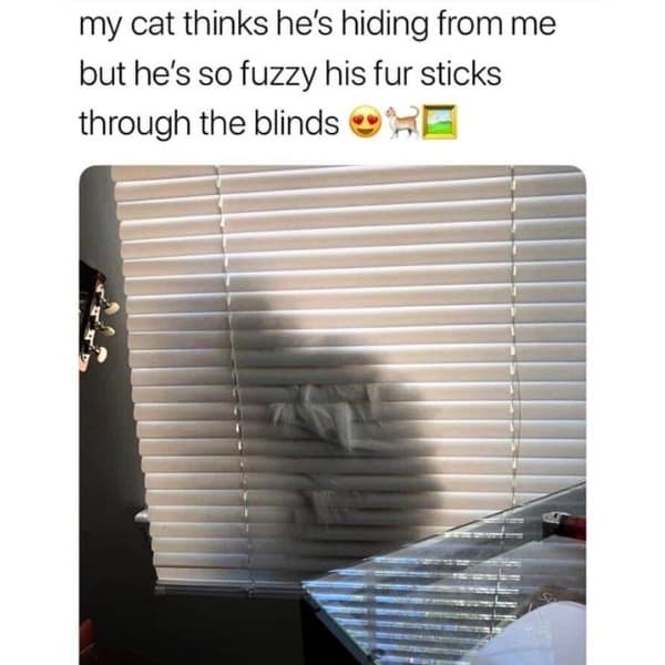 my cat thinks he's hiding from me but he's so fuzzy his fur sticks through the blinds