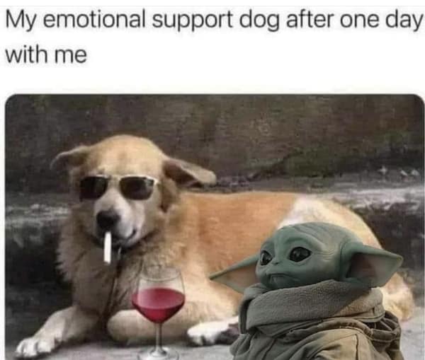 funny relatable memes, relatable memes, life memes, funny memes, daily memes, relatable humor, everyday memes, relatable jokes, real life memes, meme humor, adulting memes, relatable content, life jokes, reality memes, human experience memes, shared struggle memes, day-to-day memes, mood memes, common life memes, universal memes