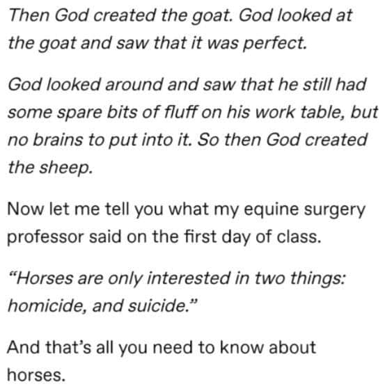 funny tumblr thread, horses don't have enough toes, Tumblr memes, Tumblr posts, Tumblr jokes, viral Tumblr, Tumblr humor, Tumblr comedy, horse memes, hoof jokes, equine humor, funny thread, viral post, internet humor, Tumblr laughs, meme thread, online thread jokes, social media humor, quirky Tumblr, comedic thread, funny hoof memes