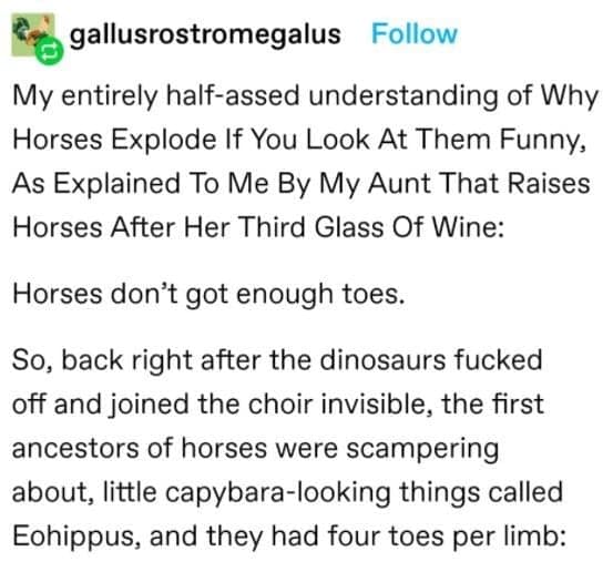 funny tumblr thread, horses don't have enough toes, Tumblr memes, Tumblr posts, Tumblr jokes, viral Tumblr, Tumblr humor, Tumblr comedy, horse memes, hoof jokes, equine humor, funny thread, viral post, internet humor, Tumblr laughs, meme thread, online thread jokes, social media humor, quirky Tumblr, comedic thread, funny hoof memes