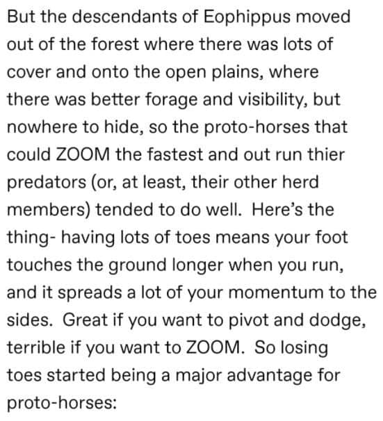 funny tumblr thread, horses don't have enough toes, Tumblr memes, Tumblr posts, Tumblr jokes, viral Tumblr, Tumblr humor, Tumblr comedy, horse memes, hoof jokes, equine humor, funny thread, viral post, internet humor, Tumblr laughs, meme thread, online thread jokes, social media humor, quirky Tumblr, comedic thread, funny hoof memes