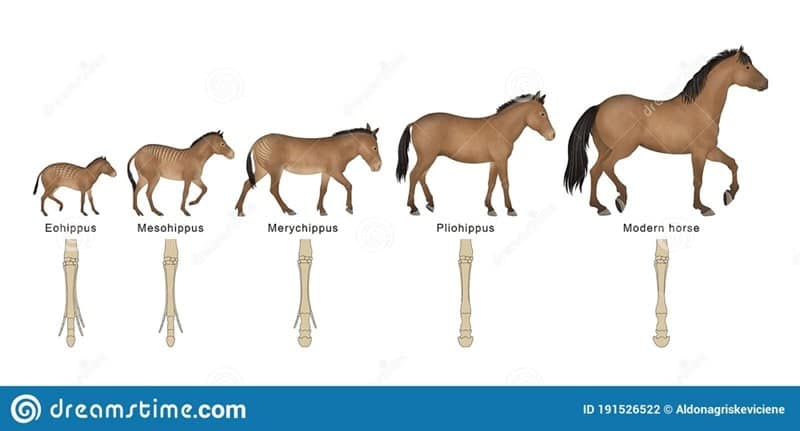 funny tumblr thread, horses don't have enough toes, Tumblr memes, Tumblr posts, Tumblr jokes, viral Tumblr, Tumblr humor, Tumblr comedy, horse memes, hoof jokes, equine humor, funny thread, viral post, internet humor, Tumblr laughs, meme thread, online thread jokes, social media humor, quirky Tumblr, comedic thread, funny hoof memes