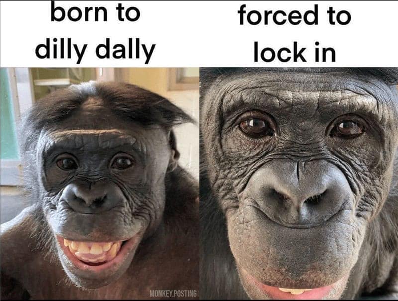 gorilla meme, ape memes, monkey memes, funny animal memes, gorilla jokes, primate memes, chimp memes, zoo memes, banana memes, silverback humor, gorilla memes