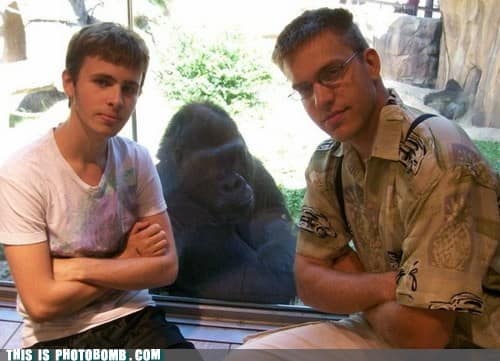 gorilla meme, ape memes, monkey memes, funny animal memes, gorilla jokes, primate memes, chimp memes, zoo memes, banana memes, silverback humor, gorilla memes