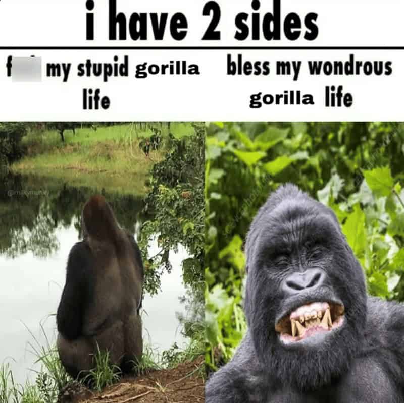 gorilla meme, ape memes, monkey memes, funny animal memes, gorilla jokes, primate memes, chimp memes, zoo memes, banana memes, silverback humor, gorilla memes