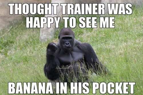 gorilla meme, ape memes, monkey memes, funny animal memes, gorilla jokes, primate memes, chimp memes, zoo memes, banana memes, silverback humor, gorilla memes