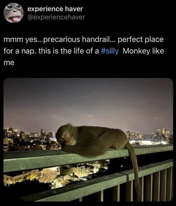 Gorilla Meme Dump: 50 Primate Punchlines in One Swing