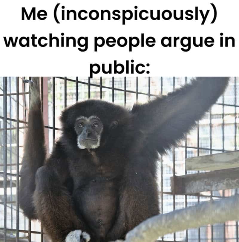 gorilla meme, ape memes, monkey memes, funny animal memes, gorilla jokes, primate memes, chimp memes, zoo memes, banana memes, silverback humor, gorilla memes