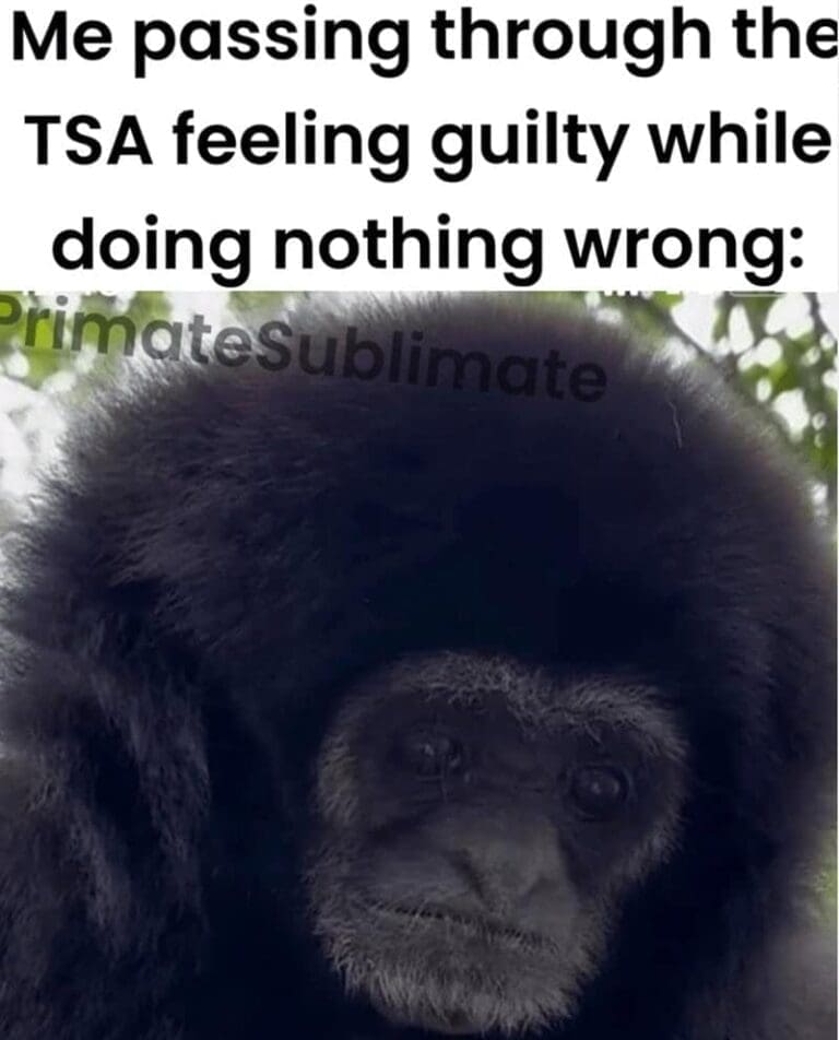 Gorilla Meme Dump: 50 Primate Punchlines in One Swing