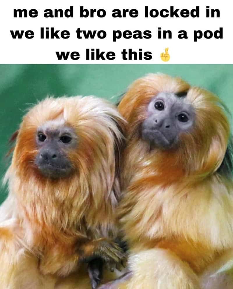 gorilla meme, ape memes, monkey memes, funny animal memes, gorilla jokes, primate memes, chimp memes, zoo memes, banana memes, silverback humor, gorilla memes