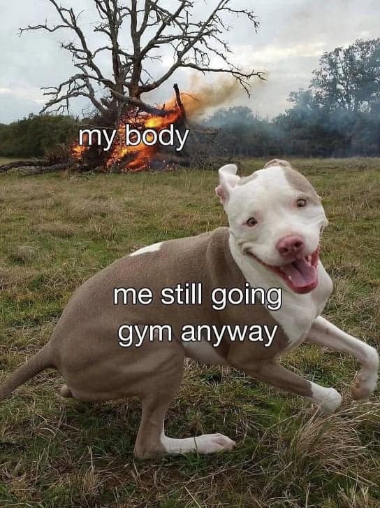 gym memes, workout memes, fitness memes, exercise memes, bodybuilding memes, lifting memes, leg day memes, cardio memes, weightlifting memes, gym humor, training memes, pre-workout jokes, protein memes, squat memes, health humor, gym fails, gym jokes, fitness jokes, swole memes, gym motivation memes