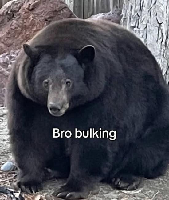 gym memes, workout memes, fitness memes, exercise memes, bodybuilding memes, lifting memes, leg day memes, cardio memes, weightlifting memes, gym humor, training memes, pre-workout jokes, protein memes, squat memes, health humor, gym fails, gym jokes, fitness jokes, swole memes, gym motivation memes