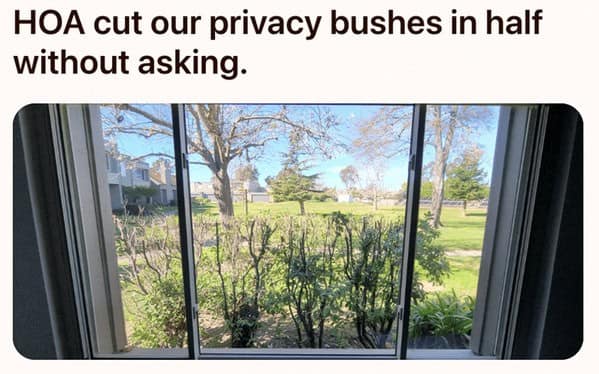 HOA cut our privacy bushes in half without asking.