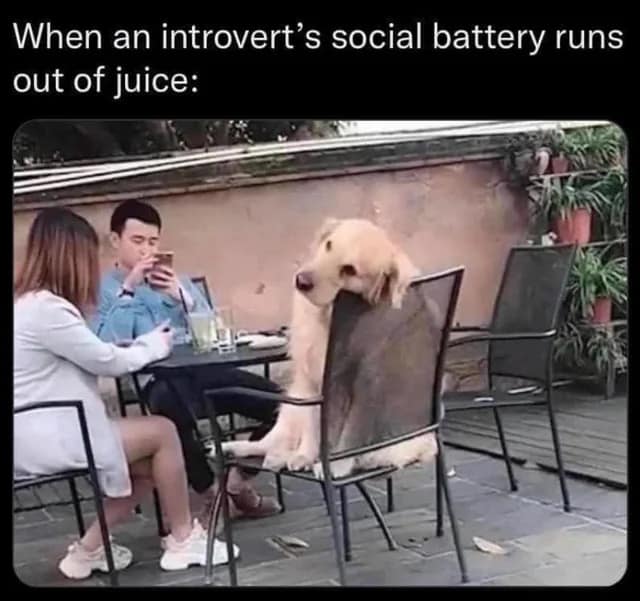 introvert memes, social anxiety memes, funny introvert memes, antisocial memes, shy memes, quiet person memes, introvert jokes, socially awkward memes, stay home memes, alone time memes, crowd anxiety memes, funny isolation memes, introvert life memes, solitude memes, no small talk memes, people avoiding memes, low battery social memes, introvert humor, indoor memes, silent laugh memes