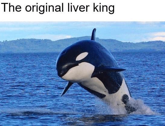 liver king memes, bodybuilding memes, workout memes, nutrition memes, influencer memes, primal memes, ancestral diet memes, raw meat memes, supplement memes, steroid memes, TikTok memes, viral memes, the liver king memes, Untold Liver King