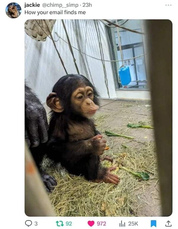jackie @chimp_simp - 23h How your email finds me monkey meme