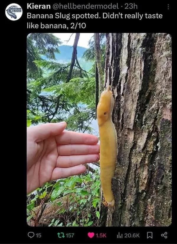 Kieran @hellbendermodel - 23h Banana Slug spotted. Didn't really taste like banana, 2/10 15 t7 157 • 1.5K Thi 20.6K 贝