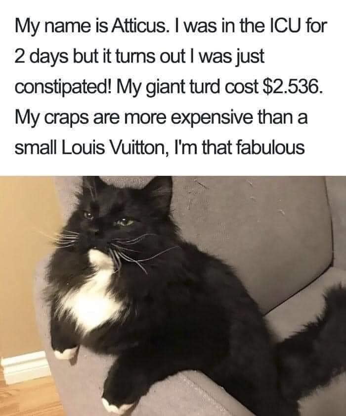 My name is Atticus. I was in the ICU for 2 days but it turns out I was just constipated! My giant turd cost $2.536. My craps are more expensive than a small Louis Vuitton, I'm that fabulous