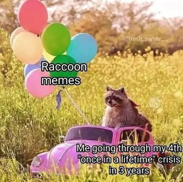 @trash_panda Raccoon memes Me going through my 4th "once in a lifetime" crisis in 3 years