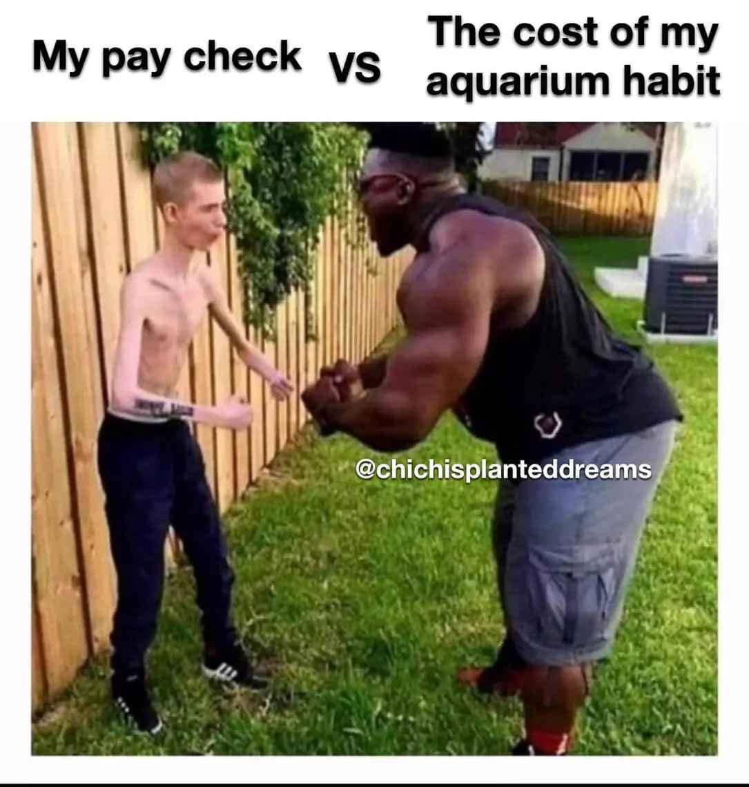 meme dump, funny memes, hilarious memes, viral memes, trending memes, memes funny, dank memes, internet memes, meme collection, fresh memes, best memes, daily memes, laugh memes, random memes, popular memes, new memes, meme roundup, comedy memes, joke memes, social media memes, top memes