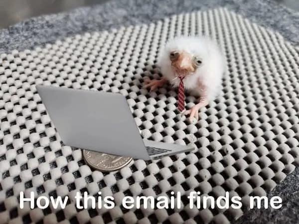 meme dump, funny memes, hilarious memes, viral memes, trending memes, memes funny, dank memes, internet memes, meme collection, fresh memes, best memes, daily memes, laugh memes, random memes, popular memes, new memes, meme roundup, comedy memes, joke memes, social media memes, top memes