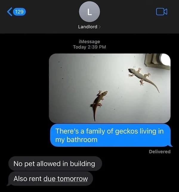 129 L Landlord > iMessage Today 2:39 PM There's a family of geckos living in my bathroom Delivered No pet allowed in building Also rent due tomorrow
