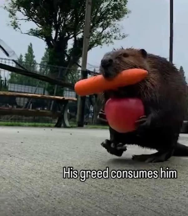 meme dump, funny memes, hilarious memes, meme roundup, meme collection, big meme batch, humorous memes, trending internet humor, viral internet jokes, popular online comedy, laugh-worthy memes, comedic memes, dank memes, dank meme dump, memes funny, internet meme