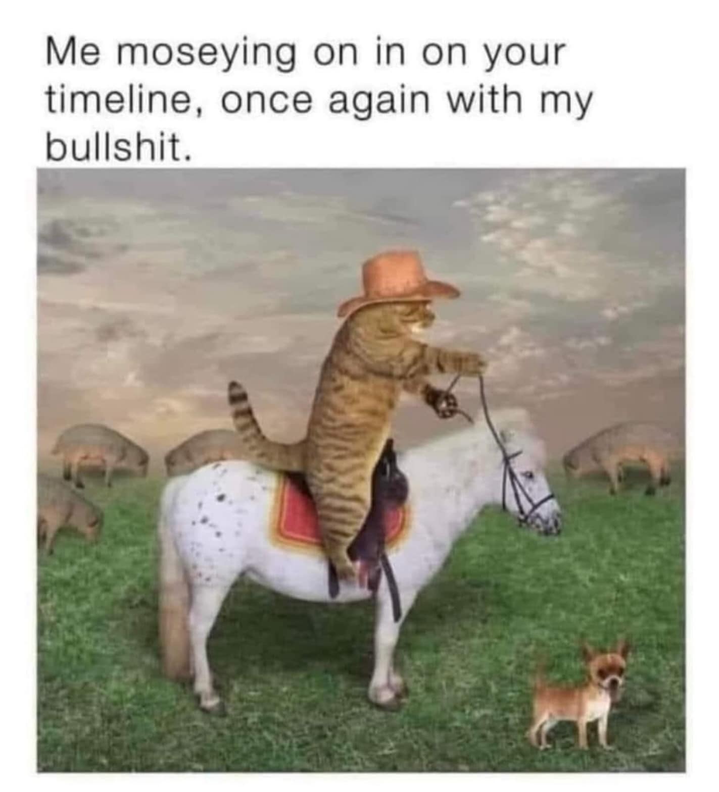 Me moseying on in on your timeline, once again with my bullshit.
