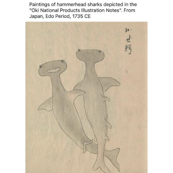 Paintings of hammerhead sharks depicted in the "Oki National Products Illustration Notes". From Japan, Edo Period, 1735 CE か 난