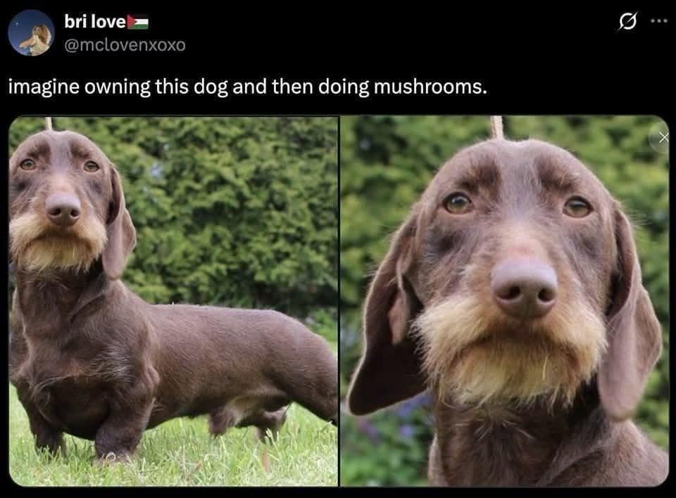 bri love = @mclovenxoxo imagine owning this dog and then doing mushrooms.