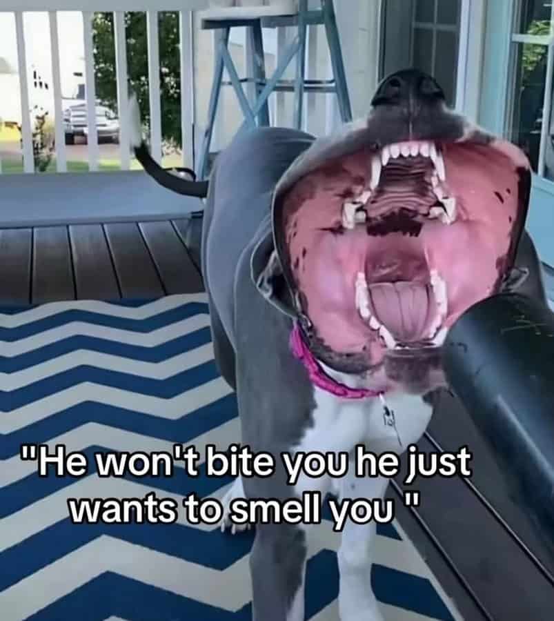 meme dump, funny memes, hilarious memes, viral memes, meme collection, dank memes, trending memes, internet memes, fresh memes, humor memes, laugh memes, joke memes, meme stash, comedy memes, meme scroll, meme roundup, top memes, lunchtime memes, office memes, meme binge, internet meme, memes funny, dank meme dump