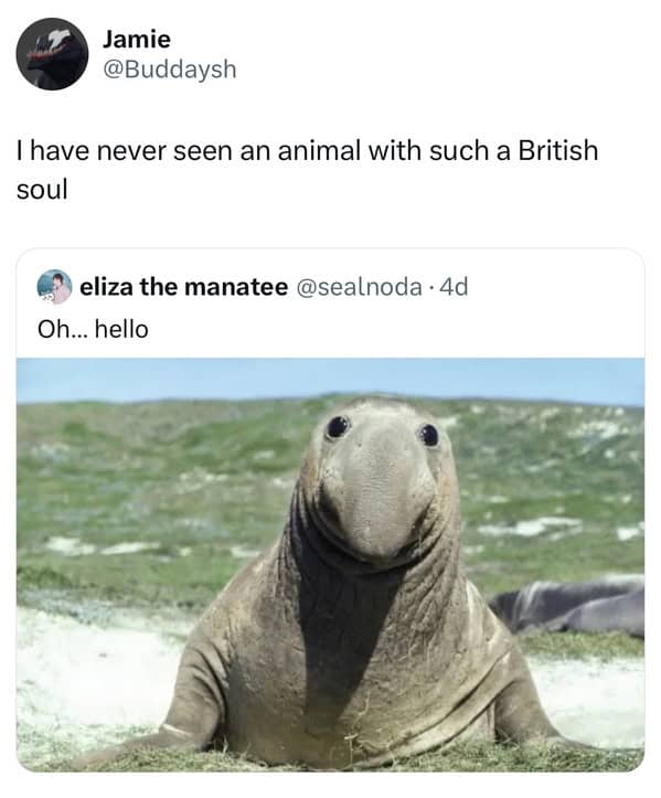 Jamie @Buddaysh I have never seen an animal with such a British soul eliza the manatee @sealnoda • 4d Oh... hello