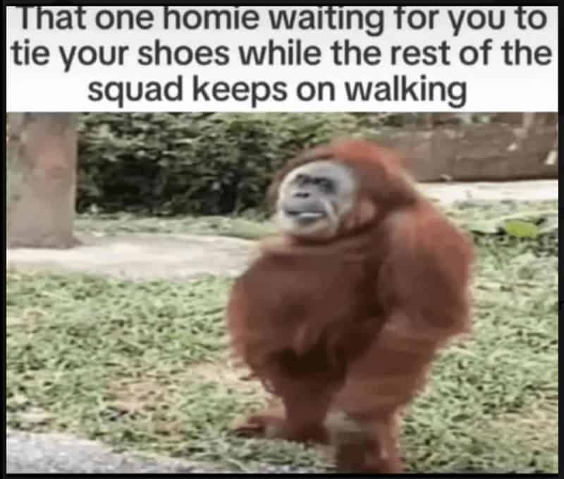monkey meme, monkey memes, ape memes, funny animal memes, chimp memes, primate jokes, banana memes, gorilla humor, monkey jokes