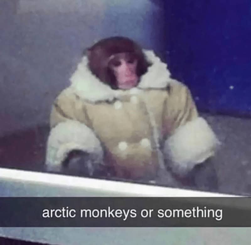 monkey meme, monkey memes, ape memes, funny animal memes, chimp memes, primate jokes, banana memes, gorilla humor, monkey jokes