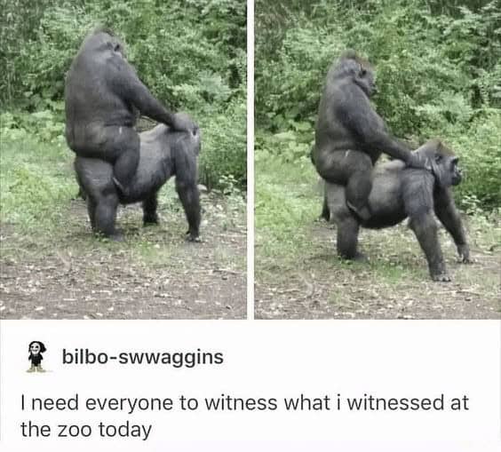 monkey meme, monkey memes, ape memes, funny animal memes, chimp memes, primate jokes, banana memes, gorilla humor, monkey jokes
