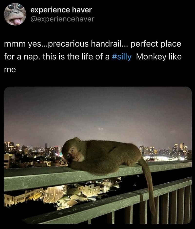 monkey meme, monkey memes, ape memes, funny animal memes, chimp memes, primate jokes, banana memes, gorilla humor, monkey jokes