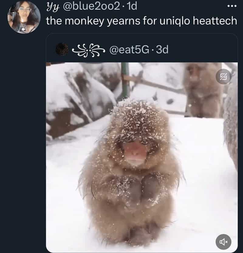 monkey meme, monkey memes, ape memes, funny animal memes, chimp memes, primate jokes, banana memes, gorilla humor, monkey jokes