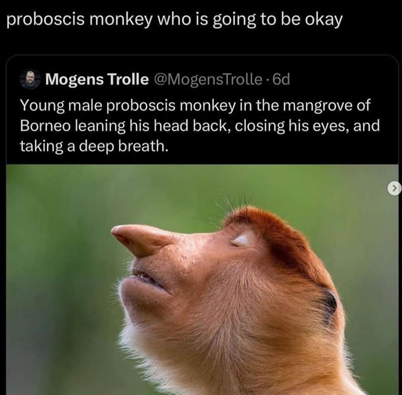 monkey meme, monkey memes, ape memes, funny animal memes, chimp memes, primate jokes, banana memes, gorilla humor, monkey jokes