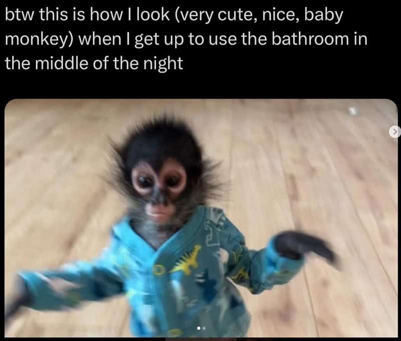 monkey meme, monkey memes, ape memes, funny animal memes, chimp memes, primate jokes, banana memes, gorilla humor, monkey jokes