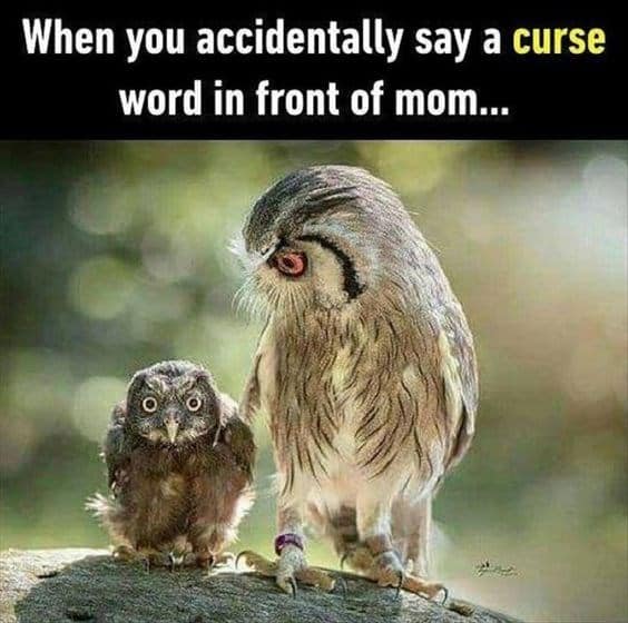 owl memes, funny owl, bird memes, cute owl, owl jokes, owl pictures, nocturnal memes, feathered humor, wise owl memes, hoot memes, owl meme